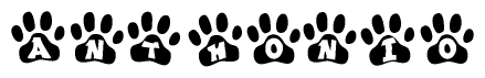 The image shows a series of animal paw prints arranged in a horizontal line. Each paw print contains a letter, and together they spell out the word Anthonio.