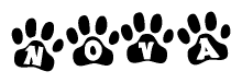 The image shows a row of animal paw prints, each containing a letter. The letters spell out the word Nova within the paw prints.