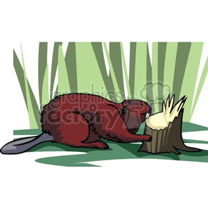 Beaver chewing on a tree stump clipart. Commercial use image # 129190