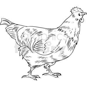 clipart - black and white realistic rooster vector clipart.