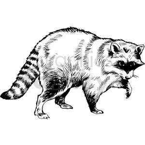 black and white raccoon vector clipart clipart. Royalty-free image # 416954