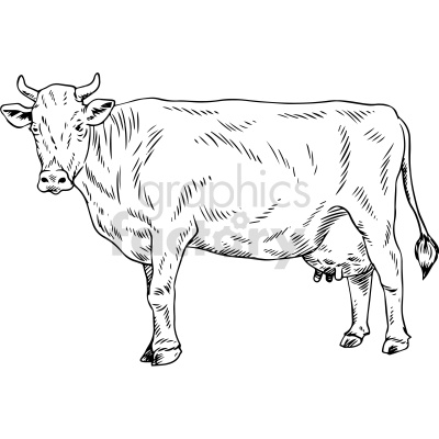 black+white cow cattle