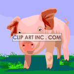 pig02 animation. Commercial use animation # 119070