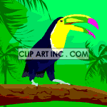 toucan animation. Commercial use animation # 119085