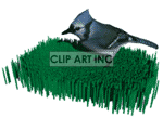   blue jay bird birds grass  bluejay2.gif Animations 3D Animals 