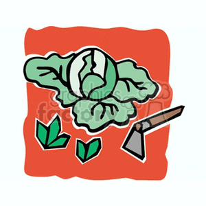 Cabbage With Hoe Ready To Be Harvested clipart.