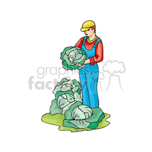 Farmer in overalls harvesting cabbage clipart.