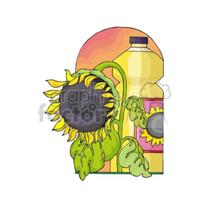 Sunflower plant next to a bottle of sunflower oil 