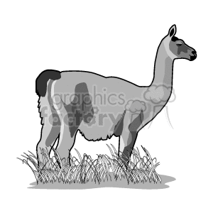 Llamas standing in the grass clipart. Commercial use image # 128875