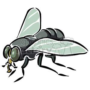  fly flies insects   Anmls023C Clip Art Animals large insect pest