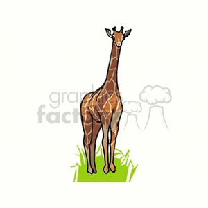 Distant forward facing giraffe clipart. Royalty-free image # 129693
