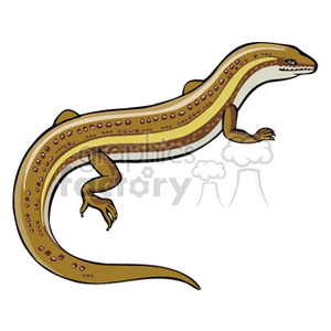 Tan skink with yellow markings clipart.