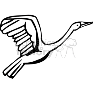 Black and white crane in flight