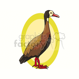 Side profile of common brown duck standing clipart. Royalty-free image # 130356
