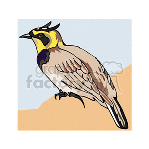   bird birds animals  hornedlark2.gif Clip Art Animals Birds Yellow crested horned lark