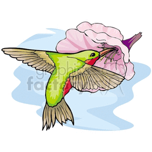 Ruby-throated Hummingbird eating from pink hibiscus flower