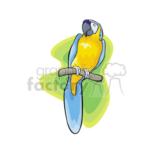 Large blue and gold macaw perched clipart. Royalty-free image # 130494