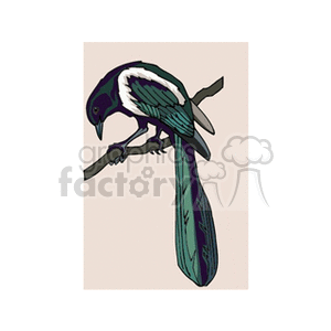Magpie perched on a branch clipart. Commercial use image # 130496