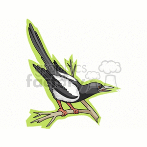 Magpie perched in green background