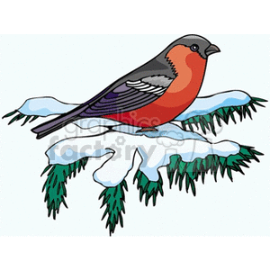 Red bird on snowy pines