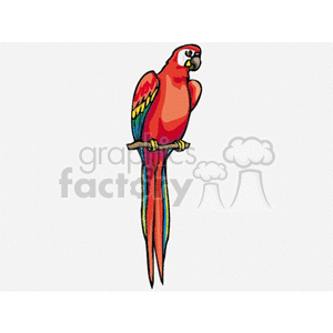 Scarlet macaw perched on branch clipart. Royalty-free image # 130609