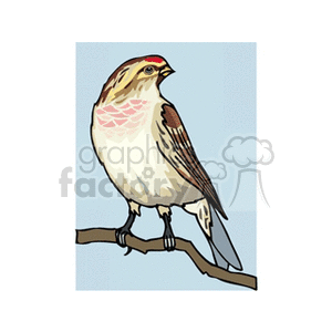 Redpoll bird on branch clipart. Commercial use image # 130611