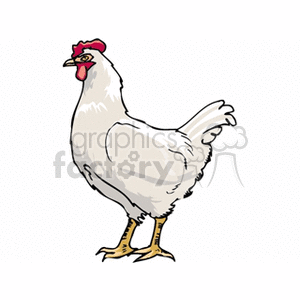 White chicken side profile, standing clipart. Royalty-free image # 130629