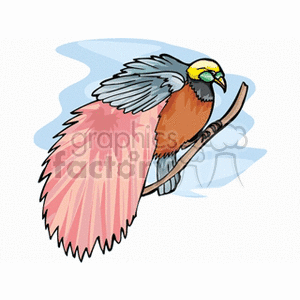 Tropical bird with pink and grey feathers clipart.