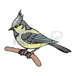 Gray Crested Flycatcher clipart. Royalty-free image # 130739