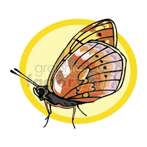   butterfly butterflies insect insects  butterfly17.gif Clip Art Animals Butterflies 
