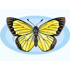 yellow and black butterfly clip art