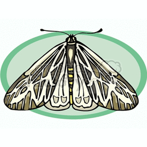 brown and white moth with green background clipart. Royalty-free image # 130770
