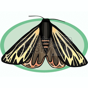 black yellow brown orange butterfly on light green background clipart. Commercial use image # 130778
