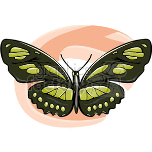 green and black butterfly on a peach background