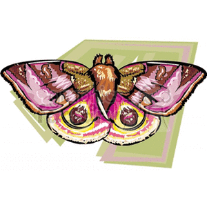 butterfly with pink and brown wings 