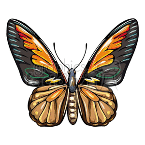 butterfly black and orange wings clip art