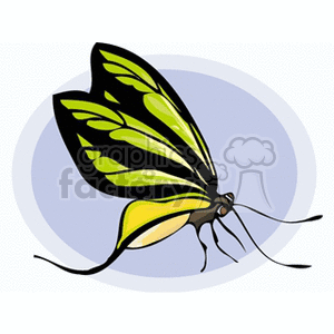   butterfly butterflies insect insects  butterfly9.gif Clip Art Animals Butterflies 