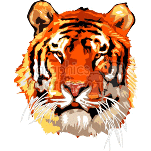 Close-up image of a tiger's face animation. Commercial use animation # 130977