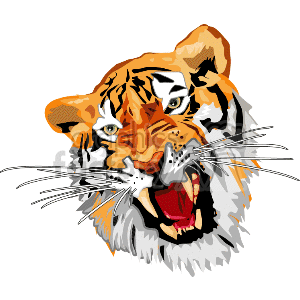 Roaring tiger with snarling sharp teeth