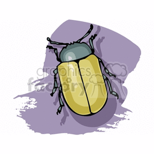   insect insects bug bugs beetle beetles Clip Art Animals Insects 