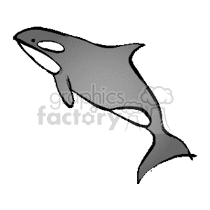 black and white killer whale clipart. Commercial use image # 133670