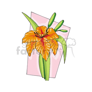 One orange lily with buds clipart. Commercial use image # 151272