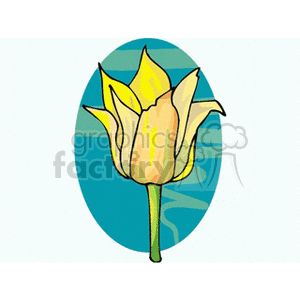 Yellow tulip with blue background
