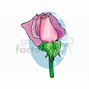 Pink blooming rose clipart. Commercial use image # 151302