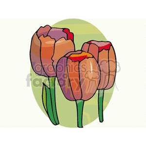 Three spring tulips