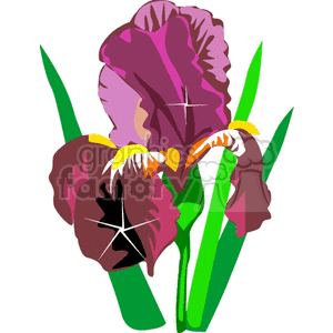 Purple single iris clipart. Royalty-free image # 151628