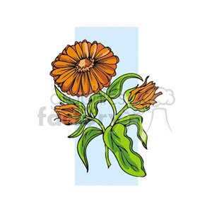 calendula clipart. Commercial use image # 151970