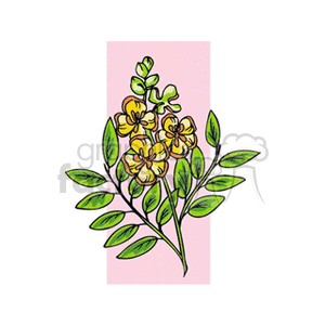 cassia clipart. Commercial use image # 151980