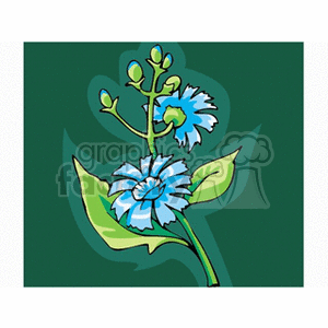 chicory clipart. Royalty-free image # 151984