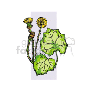   plant plants flower flowers coltsfoot coltsfoots  coltsfoot.gif Clip Art Nature Plants 